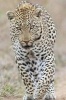 Leopard Checking You Out Journal - 150 Page Lined Notebook/Diary (Paperback) - Cool Image Photo