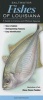 Saltwater Fishes of Louisiana - A Guide to Inshore & Offshore Species (Poster) - Dianae Rome Peebles Photo