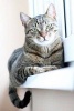 Tabby Cat on a Windowsill Journal - 150 Page Lined Notebook/Diary (Paperback) - Cs Creations Photo