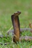 Cape Cobra Snake Journal - 150 Page Lined Notebook/Diary (Paperback) - Cool Image Photo