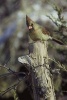 Female Cardinal Bird Journal - 150 Page Lined Notebook/Diary (Paperback) - Cs Creations Photo