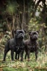 Two Black Staffordshire Bull Terrier Dogs Journal - 150 Page Lined Notebook/Diary (Paperback) - Cs Creations Photo