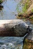 The Work of a Beaver - Blank 150 Page Lined Journal for Your Thoughts, Ideas, and Inspiration (Paperback) - Unique Journal Photo