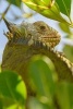 Lesser Antilliean Iguana in a Tree Journal - 150 Page Lined Notebook/Diary (Paperback) - Cool Image Photo