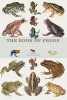 The Book of Frogs - A Lifesize Guide to Six Hundred Species from Around the World (Hardcover) - Tim Halliday Photo