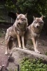 Two European Wolves Animal Journal - 150 Page Lined Notebook/Diary (Paperback) - Cs Creations Photo