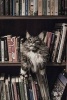 Maine Coon Cat Guarding the Library - Blank 150 Page Lined Journal for Your Thoughts, Ideas, and Inspiration (Paperback) - Unique Journal Photo