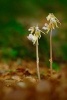 Ghost Orchid (Epipogium Aphyllum) Journal - 150 Page Lined Notebook/Diary (Paperback) - Cool Image Photo