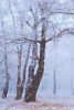 Winter Forest Journal (Paperback) - Dibiasio Publications Photo