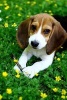 Cute Beagle Puppy in the Park Journal - 150 Page Lined Notebook/Diary (Paperback) - Cs Creations Photo