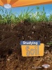 Studying Soil (Paperback) - Sally M Walker Photo