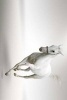 White Horse Galloping with Silver Background - Blank 150 Page Lined Journal for Your Thoughts, Ideas, and Inspiration (Paperback) - Unique Journal Photo