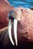 Male Walrus with Tusks Animal Journal - 150 Page Lined Notebook/Diary (Paperback) - Cs Creations Photo