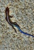 A Blue Tailed Skink - Blank 150 Page Lined Journal for Your Thoughts, Ideas, and Inspiration (Paperback) - Unique Journal Photo