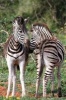 Zebra Foals Journal - 150 Page Lined Notebook/Diary (Paperback) - Cool Image Photo