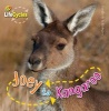 Joey to Kangeroo (Paperback) - Camilla De la B edoy ere Photo