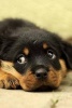 Rottweiler Puppy Laying Down and Looking Cute, for the Love of Dogs - Blank 150 Page Lined Journal for Your Thoughts, Ideas, and Inspiration (Paperback) - Unique Journal Photo