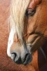 Palomino Horse Portrait Journal - 150 Page Lined Notebook/Diary (Paperback) - Cs Creations Photo