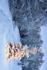 A Christmas Tree Lit Up in the Middle of an Alaskan Forest - Blank 150 Page Lined Journal for Your Thoughts, Ideas, and Inspiration (Paperback) - Unique Journal Photo