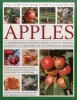 The Complete World Encyclopedia of Apples - A Comprehensive Identification Guide to Over 400 Varieties Accompanied by 95 Scrumptious Recipes (Paperback) - Andrew Mikolajski Photo