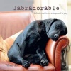 Labradorable - Labradors at Home, at Play, and at Rest (Hardcover) - Villager Jim Photo