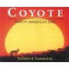 Coyote - North America's Dog (Paperback) - Stephen R Swinburne Photo