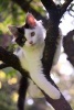 Cute Black and White Kitten in a Tree Journal - 150 Page Lined Notebook/Diary (Paperback) - Cs Creations Photo