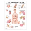 The Endocrine System Anatomical Chart (Wallchart) - Anatomical Chart Company Photo