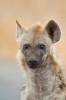 Hyena Portrait Journal - 150 Page Lined Notebook/Diary (Paperback) - Cool Image Photo