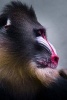 Portrait of a Pensive Mandrill (Mandrillus Sphinx) Primate Journal - 150 Page Lined Notebook/Diary (Paperback) - Benton Press Photo