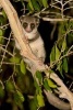 Fat Tailed Dwarf Lemur Journal - 150 Page Lined Notebook/Diary (Paperback) - Cool Image Photo