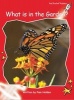 What's in the Garden?, Level 1 - Early (Paperback, International edition) - Pam Holden Photo