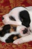 Let Sleeping Puppies Lie Journal - 150 Page Lined Notebook/Diary (Paperback) - Cool Image Photo