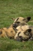 A Pair of African Painted Hunting Dogs (Lycaon Pictus) Journal - 150 Page Lined Notebook/Diary (Paperback) - Cs Creations Photo