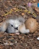 Collins Big Cat Arabic Readers - What's in the Egg?: Level 4 (Paperback) - Moira Butterfield Photo