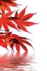 Japanese Maple Leaves on the Water - Blank 150 Page Lined Journal for Your Thoughts, Ideas, and Inspiration (Paperback) - Unique Journal Photo