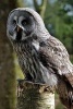 Magnificent Grey Owl Perched on a Post - Blank 150 Page Lined Journal for Your Thoughts, Ideas, and Inspiration (Paperback) - Unique Journal Photo