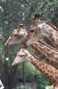 Three African Giraffes Portrait Journal - 150 Page Lined Notebook/Diary (Paperback) - Cs Creations Photo