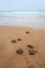 Loggerhead Sea Turtles Emergence on the Beach Journal - 150 Page Lined Notebook/Diary (Paperback) - Cool Image Photo