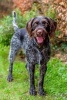 German Wirehaired Pointer -  Journal/Notebook/Diary, 6" by 9" and 160 Pages (Paperback) - Artified Pets Photo