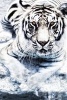 Silver Tiger Journal - 150 Page Lined Notebook/Diary (Paperback) - Cool Image Photo