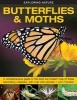 Exploring Nature: Butterflies & Moths - A Comprehensive Guide to the Brief but Brilliant Lives of These Fascinating Creatures, with Over 200 Pictures (Hardcover) - John Farndon Photo