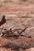 A Burrowing Owl on the Lookout for Prey in the Desert - Blank 150 Page Lined Journal for Your Thoughts, Ideas, and Inspiration (Paperback) - Unique Journal Photo