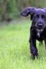 Cocker Spaniel Puppy Running - Blank 150 Page Lined Journal for Your Thoughts, Ideas, and Inspiration (Paperback) - Unique Journal Photo