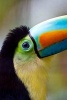 Toucan Bird Up Close Journal - 150 Page Lined Notebook/Diary (Paperback) - Cs Creations Photo