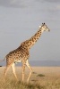 Giraffe in South Africa Journal - 150 Page Lined Notebook/Diary (Paperback) - Cs Creations Photo