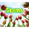 All About Stems (Paperback) - Claire Throp Photo