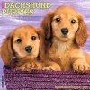 Just Dachshund Puppies (Calendar) - Willow Creek Press Photo