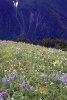 Website Password Organizer Mount Roberts Spring Wildflowers in Alaska - Password/Login/Website Keeper/Organizer Never Worry about Forgetting Your Website Password or Login Again! (Paperback) - Unique Journal Photo