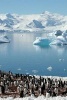 A Large Group of Penguins on the Shore in Antarctica - Blank 150 Page Lined Journal for Your Thoughts, Ideas, and Inspiration (Paperback) - Unique Journal Photo